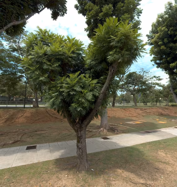 tree photo