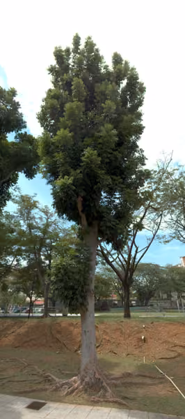 tree photo