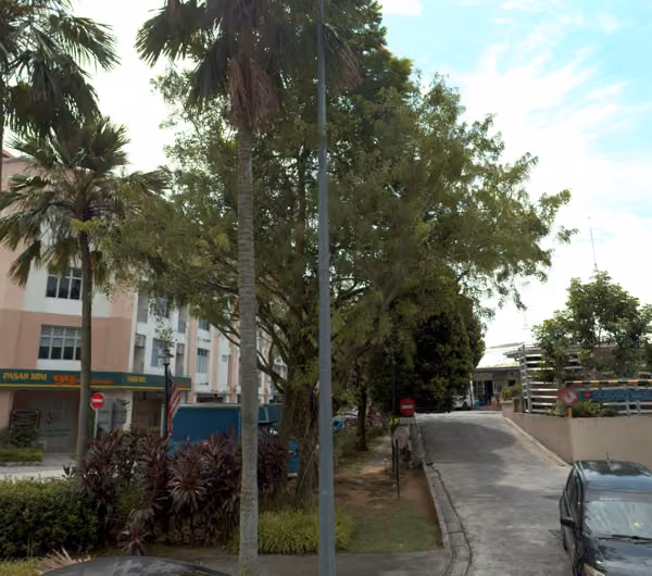 tree photo