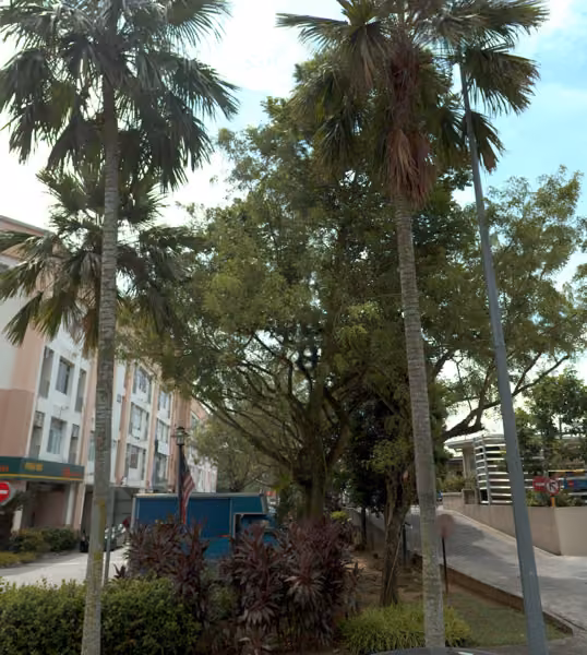 tree photo