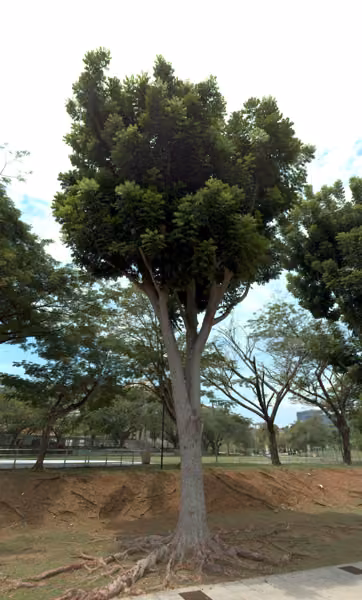 tree photo