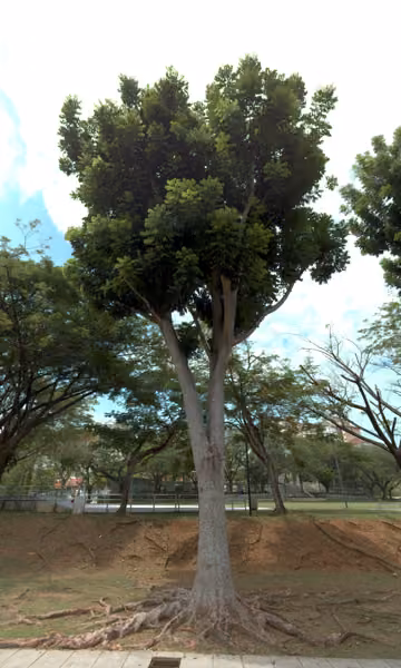 tree photo