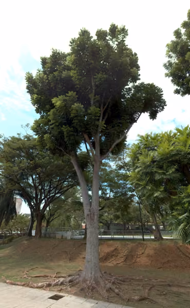 tree photo