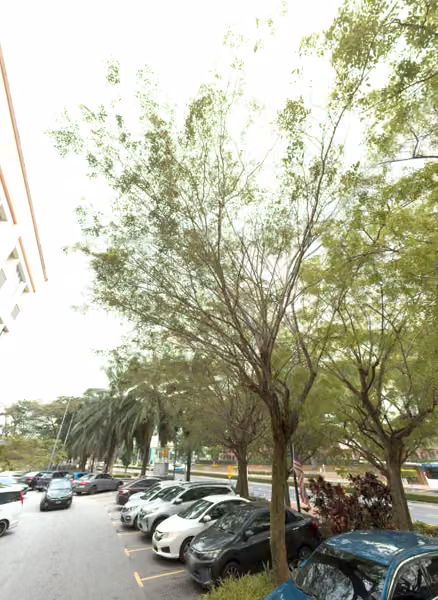 tree photo