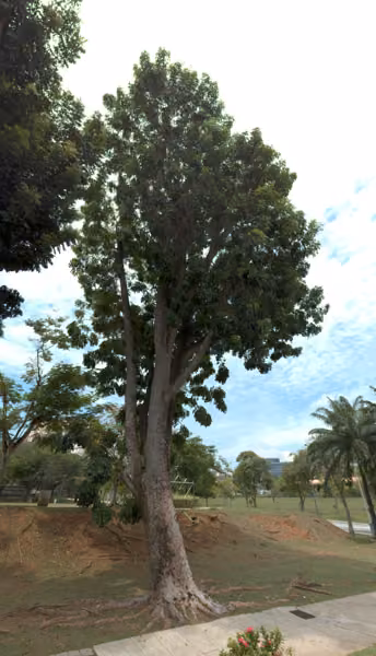 tree photo