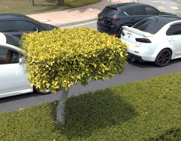 tree photo
