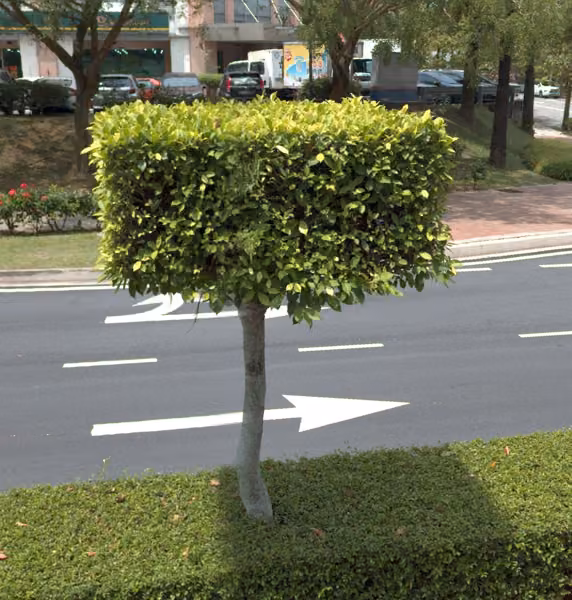 tree photo