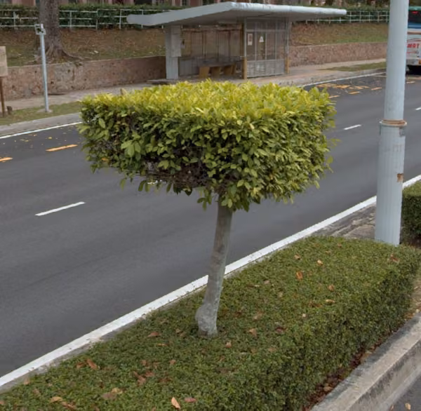 tree photo