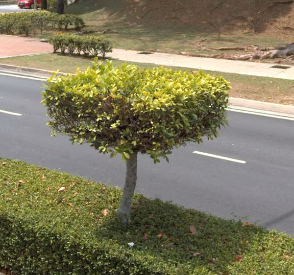tree photo