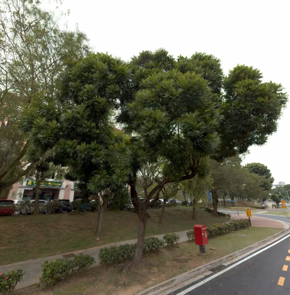tree photo