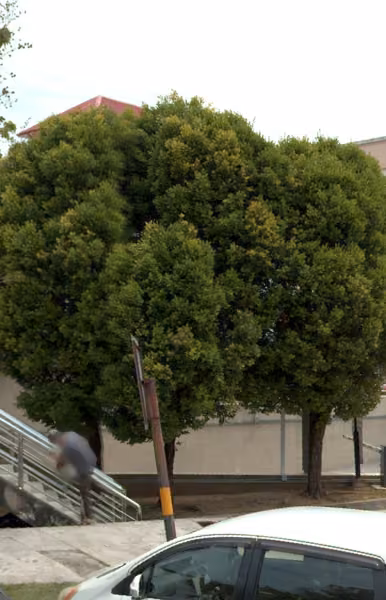 tree photo