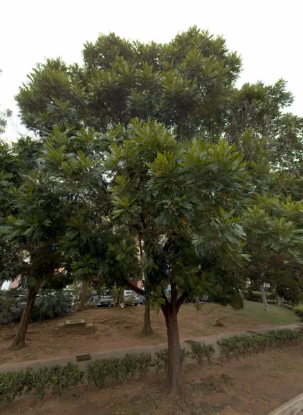 tree photo