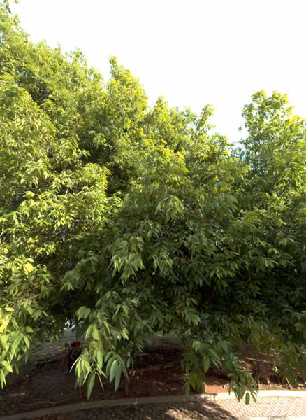 tree photo