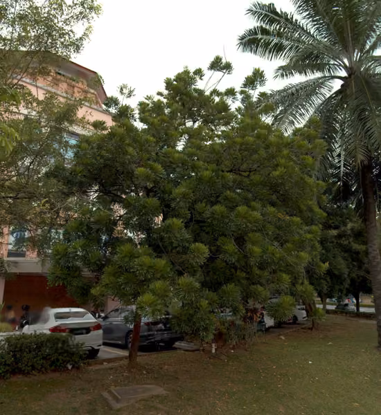 tree photo