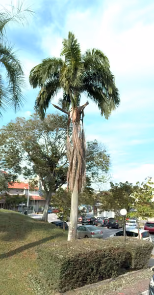 tree photo