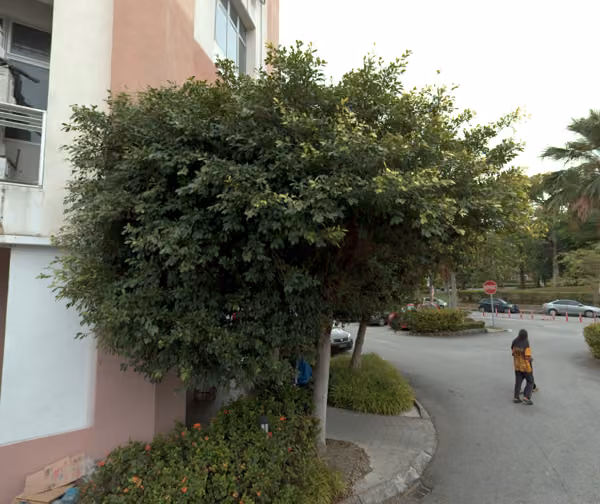 tree photo