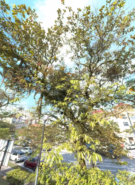 tree photo