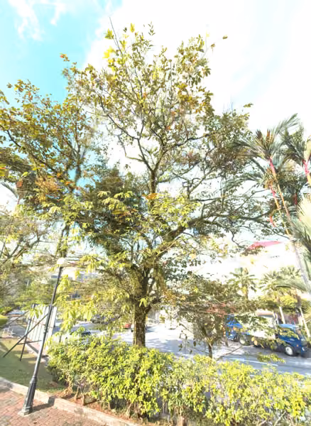tree photo