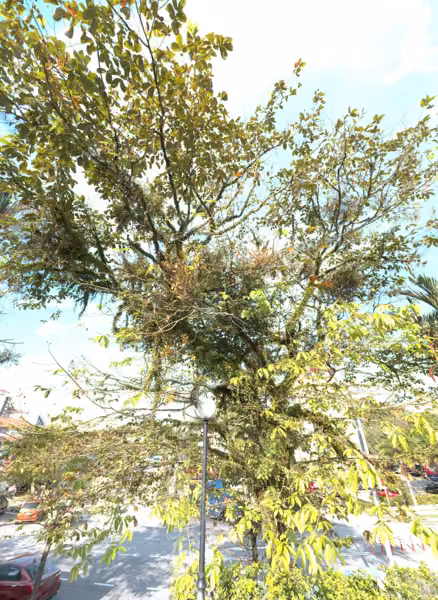 tree photo