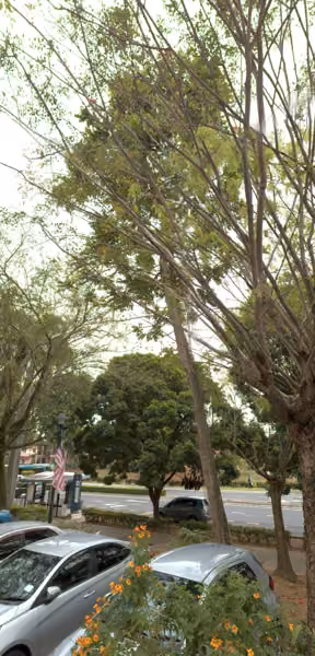 tree photo