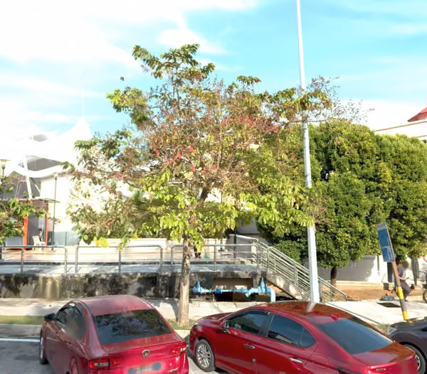 tree photo
