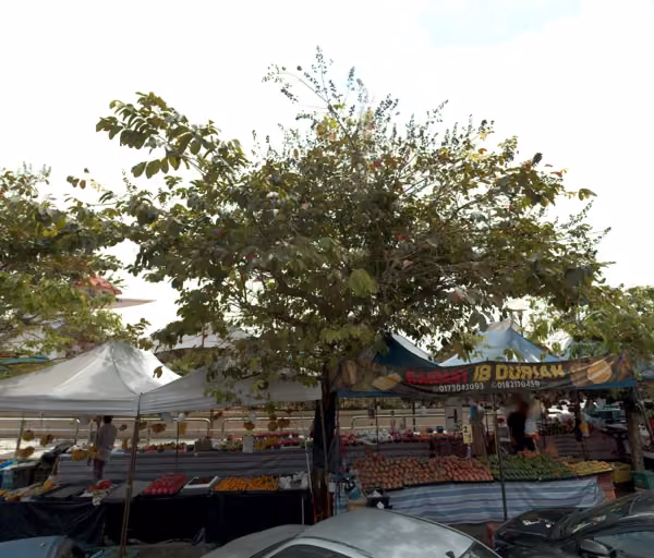 tree photo