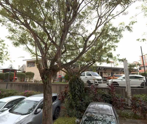 tree photo