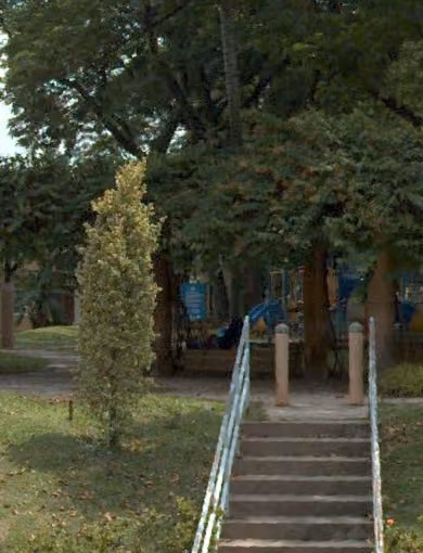 tree photo