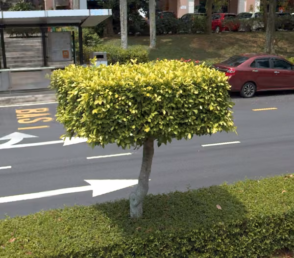 tree photo