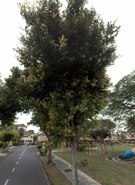 tree photo