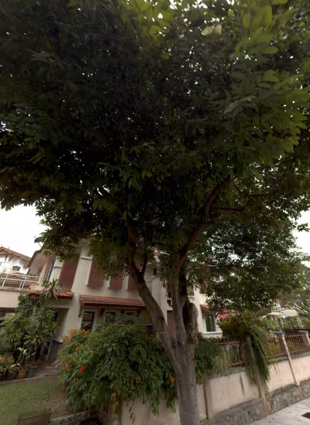 tree photo