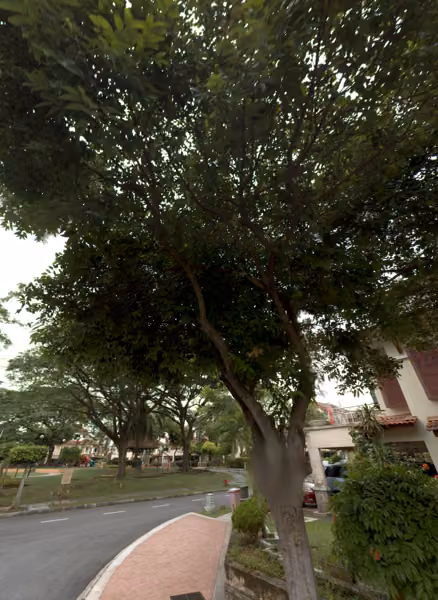 tree photo