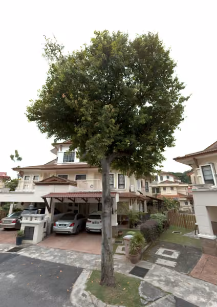 tree photo