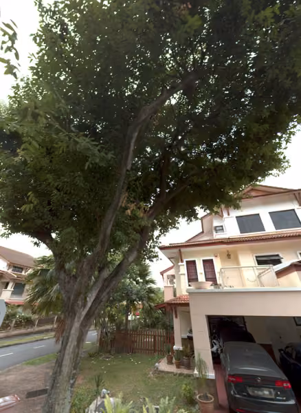 tree photo
