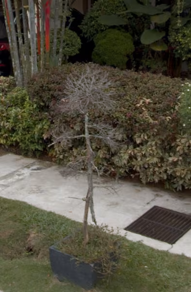 tree photo