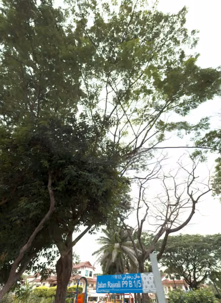 tree photo