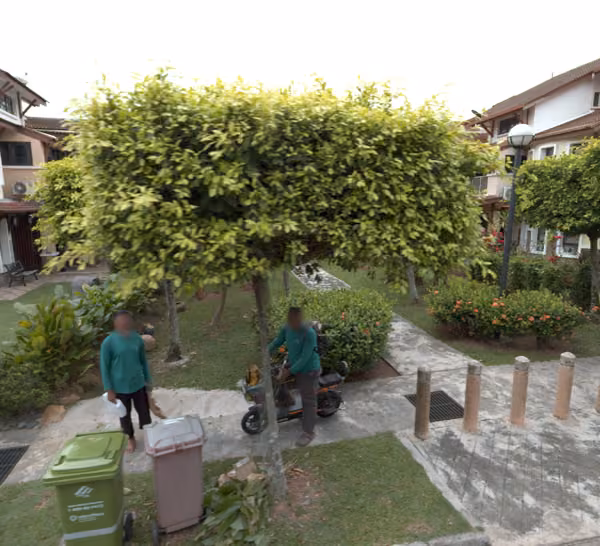 tree photo