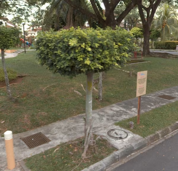 tree photo