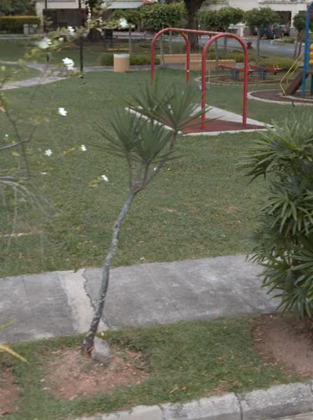 tree photo