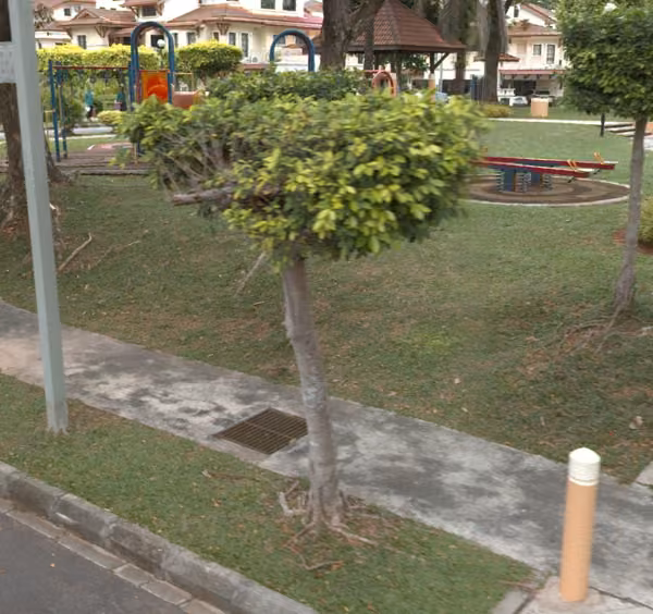 tree photo