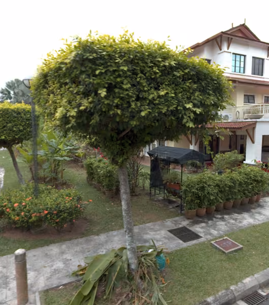 tree photo