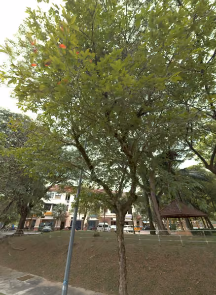 tree photo