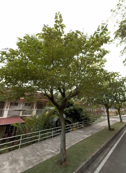 tree photo