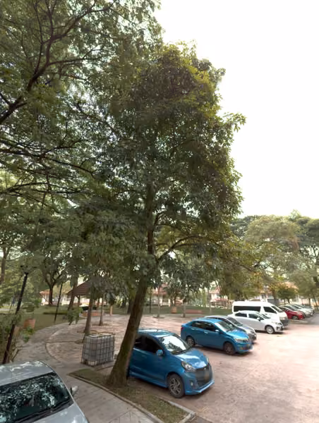 tree photo