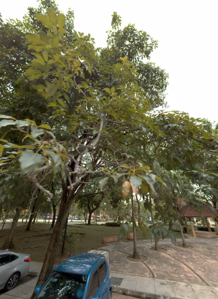 tree photo
