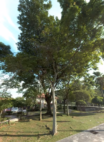 tree photo