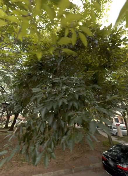 tree photo