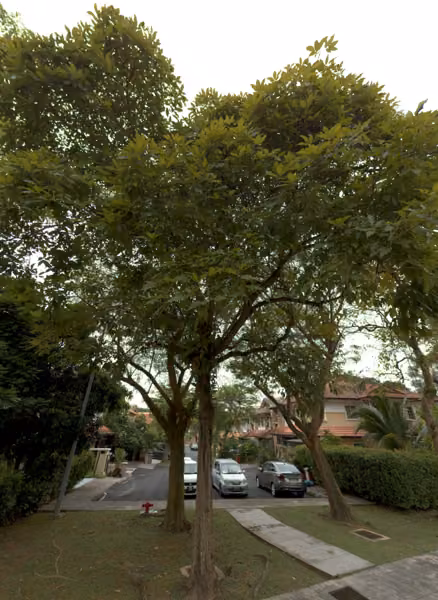 tree photo