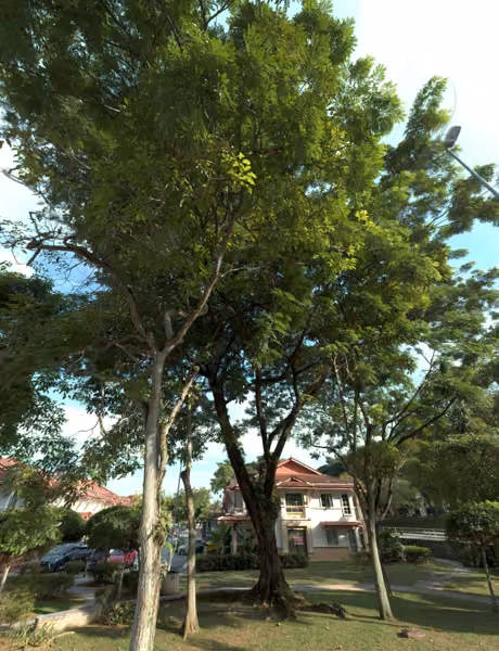 tree photo