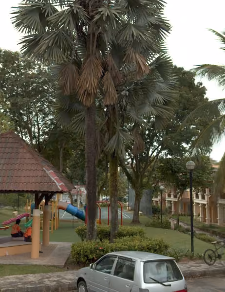 tree photo